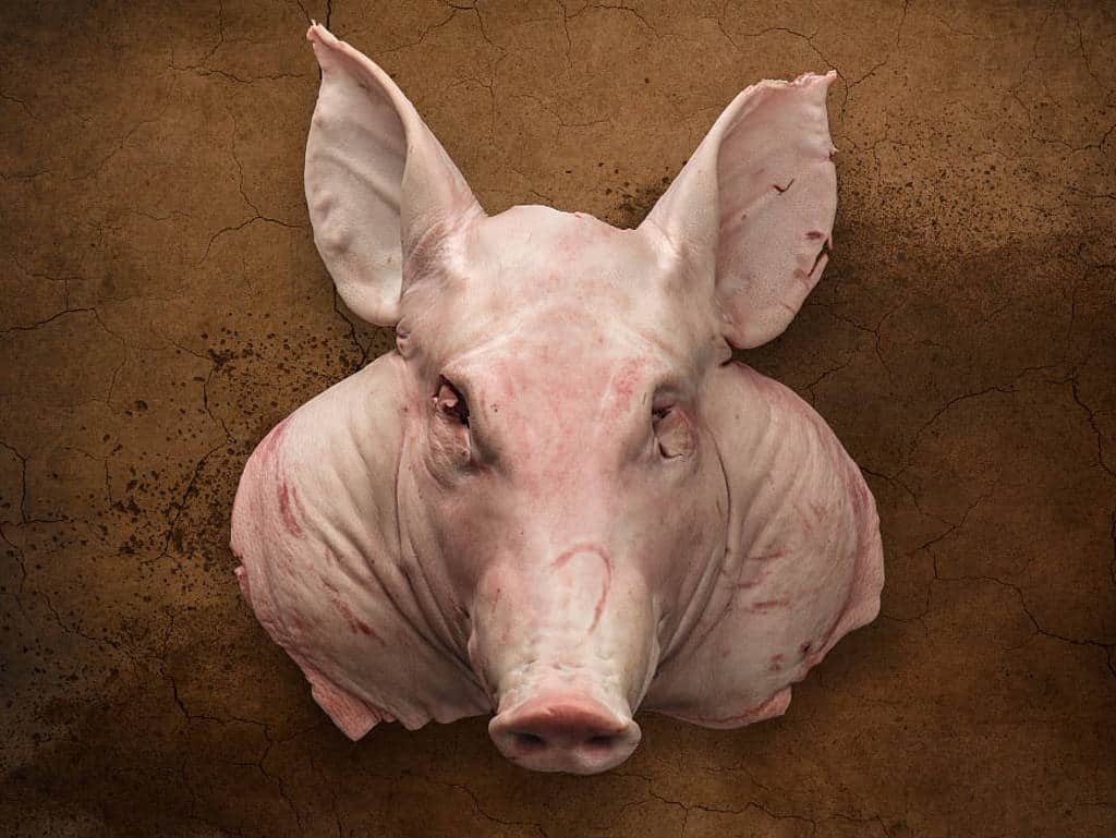 csm_231-schweine-header_194bd3e1c3