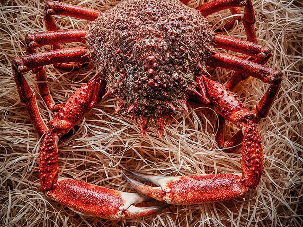 Meeresspinne Meeresspinne