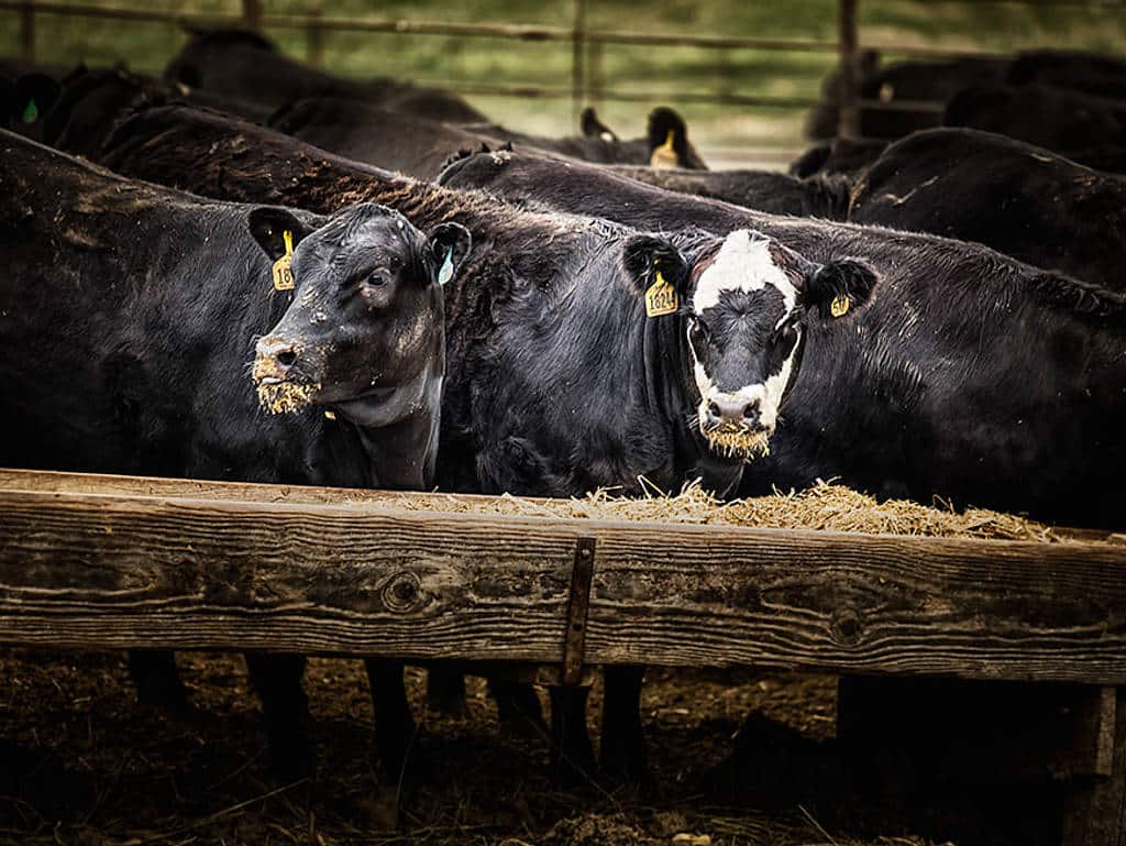 Die intensivste Form der Rindfleischproduktion ist die Kraftfuttermast in Feedlots Die intensivste Form der Rindfleischproduktion ist die Kraftfuttermast in Feedlots