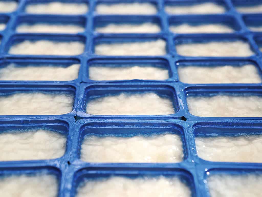 Zellulose befindet sich in pflanzlichen Zellwänden: Bei Koppert Cress dient sie als Futter für das Grünzeug.