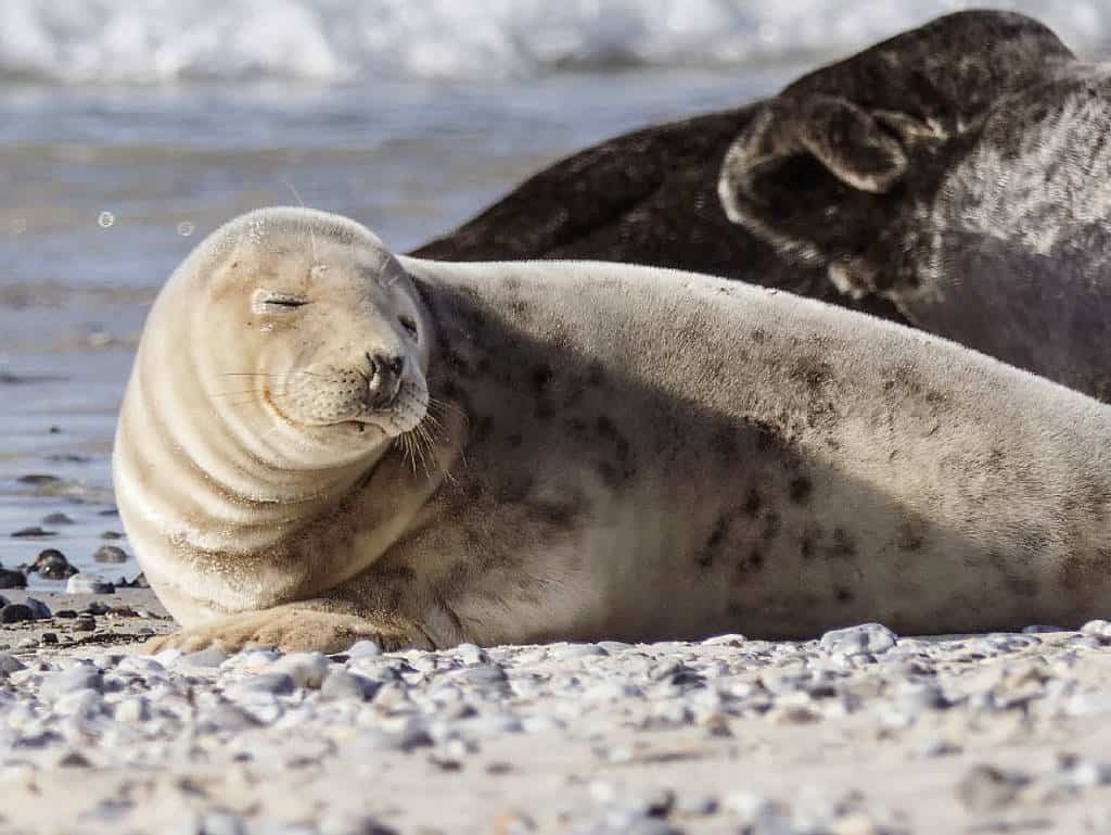 Wer auf Helgoland ist, muss unbedingt auf die Düne übersetzen, denn dort kann man Kegelrobben und Seehunde in freier Wildbahn beobachten