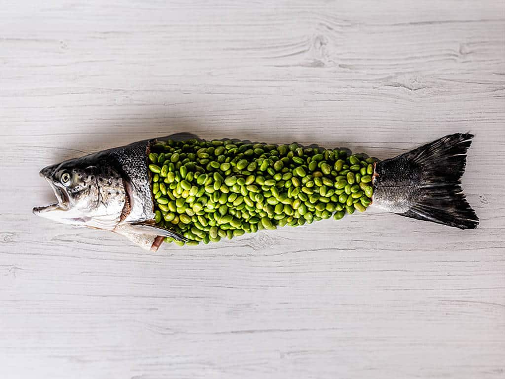 Ganzer Lachs, der Körper ist gefüllt mit Soja.