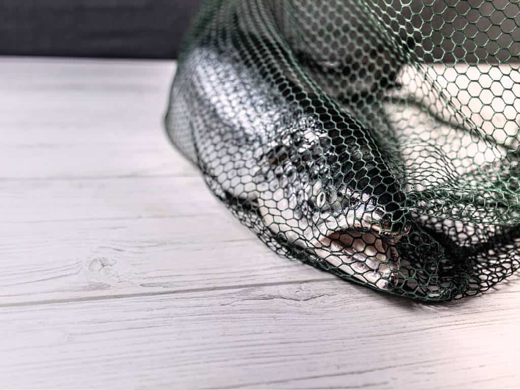 Ein Lachs, gefangen in einem Fischernetz.