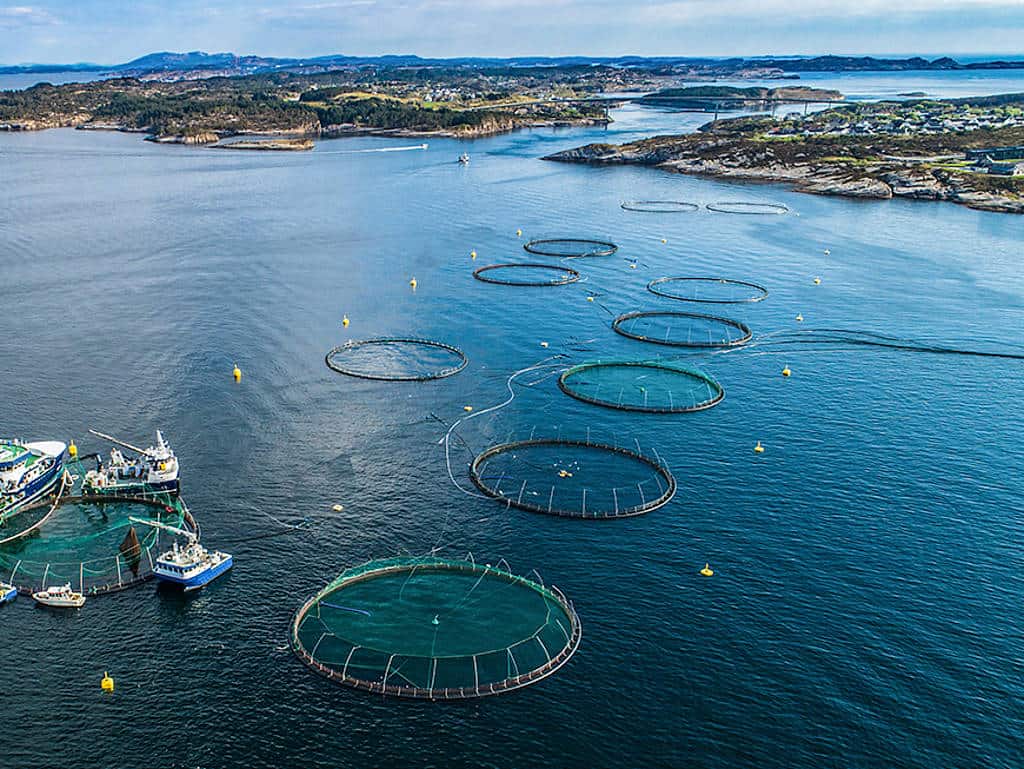 Aquakultur in Norwegen: Zwei bis drei Jahre braucht der norwegische Lachs, bis er vier bis fünf Kilo Körpergewicht hat.