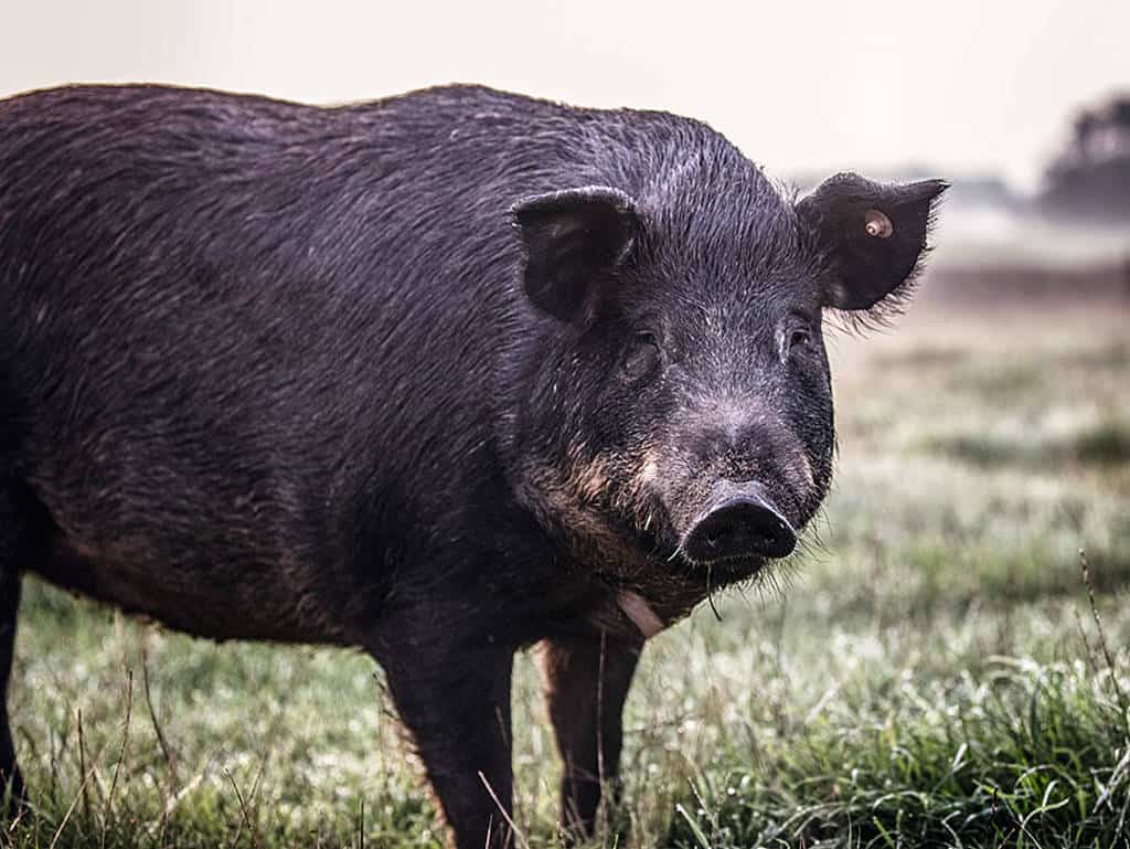 schwarzes schwein
