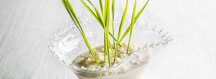 Geräuchertes Milchreis-Eis mit Weizengras-Deko