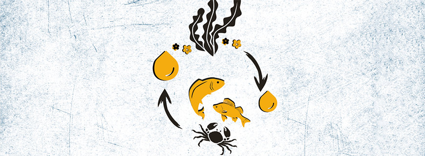 Aquaponik fische-grafiken-03-header