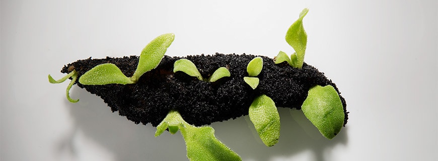 Koppert-Cress