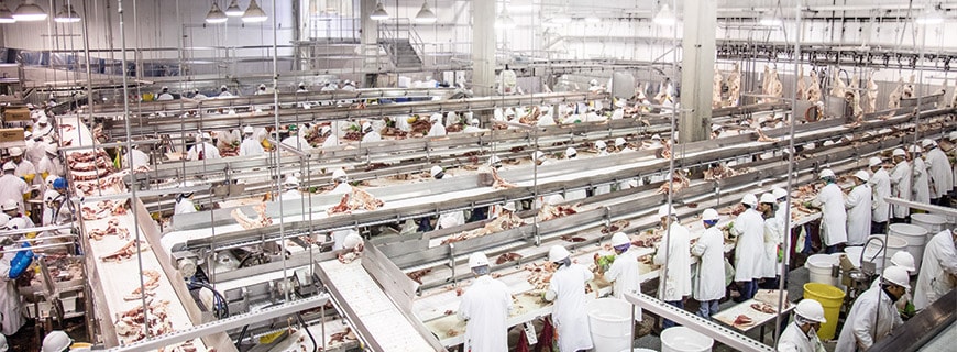 Greater Omaha Packers Company Hier werden täglich bis zu 2400 Rinder geschlachtet