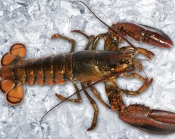 Tiefkühlhummer
