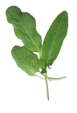 Salbei