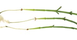 Salicornia