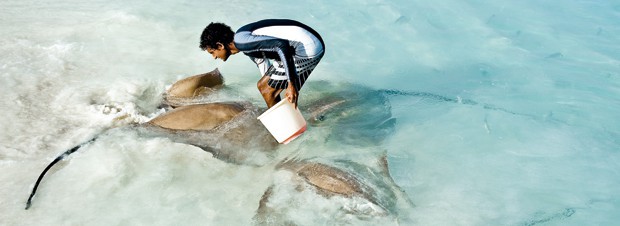 Arbeitsumfeld Malediven Arbeitsumfeld Malediven - Rochen im Flachwasser