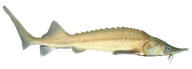 Sibirischer Stör