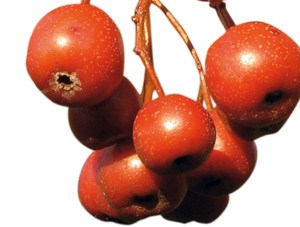 Elsbeere
