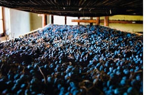 Amarone und Speisen 
