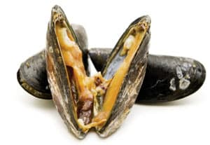 Miesmuscheln