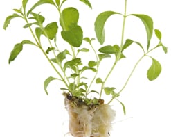 Honny Cress