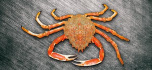 Seespinne