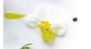 Eisbegonie 