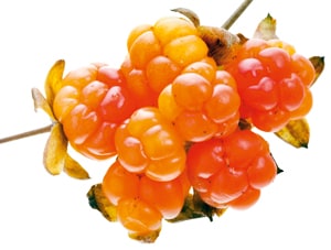 Moltebeere 