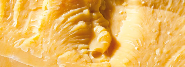 Gouda