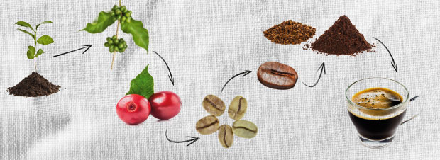 Der Weg des Kaffees Der Weg des Kaffees