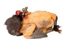 Perlhuhn