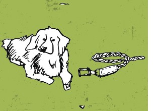 Der Berner Sennenhund
