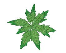 Epazote