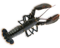  Europäischer Hummer