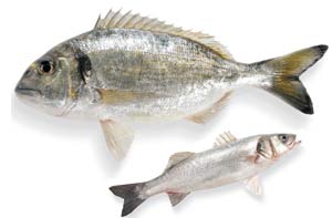 zwei Zuchtfische