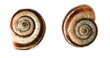 Gartenschnecke 