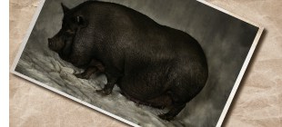 Hängebauchschwein