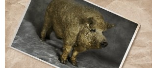 Blondes Mangalitza-Schwein