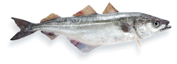 Wildlachs