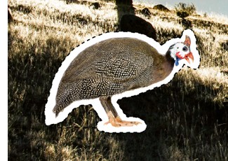 Perlhuhn