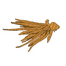 Galgantwurzel