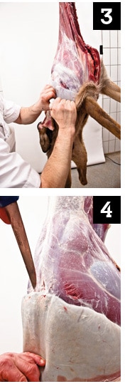 Step by Step beim Wild zerlegen