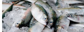 Fisch