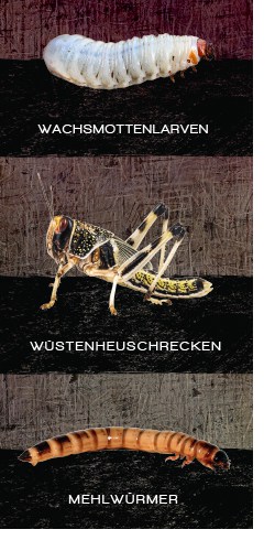 Insektenarten