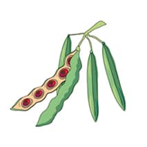 Akaziensamen