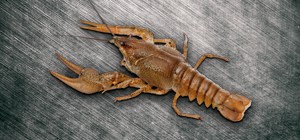 Flusskrebs
