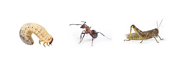 Insekten Insekten