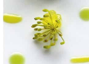 Dill 