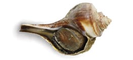 Birnenschnecke