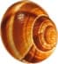 Weinbergschnecken