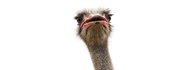 Vogelstrauss