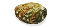 Abalone 
