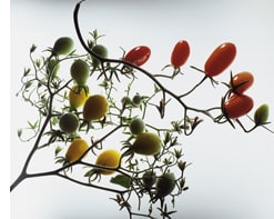 Marizol gold cherry